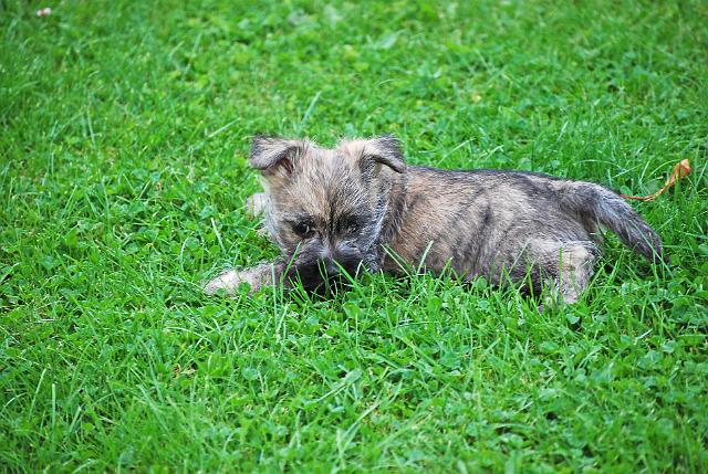 Fynn als Welpe 057.jpg